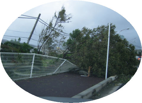 midorigaona-typhoon-shanshan-jyuuyon-september-17-2006-fence-tree.jpg